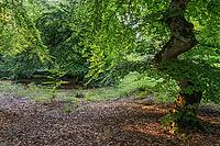 Süntel beech (Fagus sylvatica var. suentelensis), Prästaskogen Nature Reserve, Skåne, Sweden, July 2025 [IBR123991008]