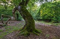 Süntel beech (Fagus sylvatica var. suentelensis), Prästaskogen Nature Reserve, Skåne, Sweden, July 2025 [IBR123991009]