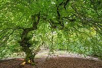 Süntel beech (Fagus sylvatica var. suentelensis), Prästaskogen Nature Reserve, Skåne, Sweden, July 2025 [IBR123991011]