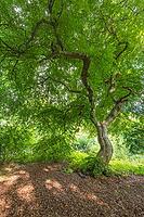 Süntel beech (Fagus sylvatica var. suentelensis), Prästaskogen Nature Reserve, Skåne, Sweden, July 2025 [IBR123991012]
