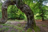Süntel beech (Fagus sylvatica var. suentelensis), Prästaskogen Nature Reserve, Skåne, Sweden, July 2025 [IBR123991013]