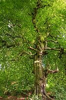 Süntel beech (Fagus sylvatica var. suentelensis), Prästaskogen Nature Reserve, Skåne, Sweden, July 2025 [IBR123991014]