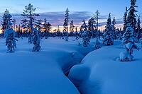 Snowy swamp landscape, Norrbotten, Lapland, Sweden, February 2020 [IBR123991015]