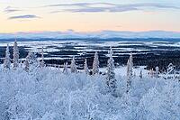 Winter landscape, Norrbotten, Lapland, Sweden, February 2020 [IBR123991017]