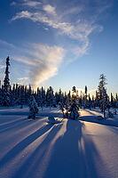 Snowy swamp landscape, Norrbotten, Lapland, Sweden, February 2020 [IBR123991018]
