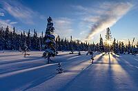Snowy swamp landscape, Norrbotten, Lapland, Sweden, February 2020 [IBR123991020]