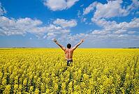 Free man in the field. The man raised his hands up. Field of flowering rape [IBR123999805]