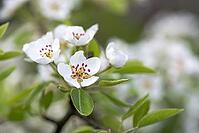 Apple (Malus), blossom on meadow orchard, North Rhine-Westphalia, Germany [IBR123999818]