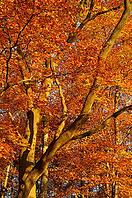 Autumn forest with English oak (Quercus robur) and copper beech (Fagus silvatica), Hülser Bruch nature reserve, Krefeld, North Rhine-Westphalia, Germany [IBR123999855]