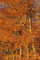 Autumn forest with English oak (Quercus robur) and copper beech (Fagus silvatica), Hülser Bruch nature reserve, Krefeld, North Rhine-Westphalia, Germany [IBR123999856]