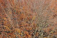 Autumn forest with copper beech (Fagus silvatica), Hülser Bruch nature reserve, Krefeld, North Rhine-Westphalia, Germany [IBR123999857]