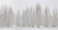 Bog birch (Betula pubescens), winter landscape on the Rhine, Meerbusch-Nierst, North Rhine-Westphalia, Germany [IBR123999861]