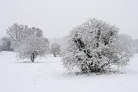 Winter landscape on the Lower Rhine, on the Rhine, Meerbusch-Nierst, North Rhine-Westphalia, Germany [IBR123999862]