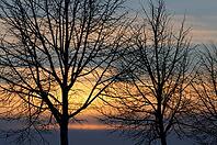 Trees in front of the evening sky, Meerbusch-Nierst, North Rhine-Westphalia, Germany [IBR123999863]