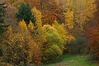 Herbstwald, Waldgut Schirmau, Oberdürenbach, Rhineland-Palatinate, Germany [IBR123999865]