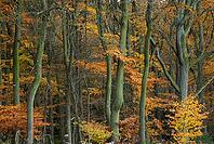 Autumn forest with copper beech (Fágus silvática), Waldgut Schirmau, Oberdürenbach, Rhineland-Palatinate, Germany [IBR123999866]