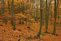 Autumn forest with copper beech (Fágus silvática), Waldgut Schirmau, Oberdürenbach, Rhineland-Palatinate, Germany [IBR123999867]