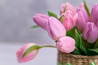 Bouquet of pink tulips in a wicker basket on light gray background [IBR123999874]