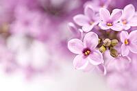 Spring Lilac flowers blur background decorative border copy space [IBR123999876]