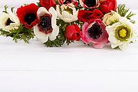 White and red anemone flowers on white wooden background, copy space [IBR123999879]