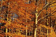 Autumn forest with copper beech (Fagus silvatica), Hülser Bruch nature reserve, Krefeld, North Rhine-Westphalia, Germany [IBR123999899]