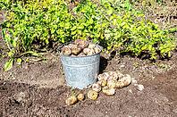 Harvesting organic potatoes at the vegetable garden in sunny day. Potato harvested on the plantation [IBR124036444]
