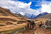 Horse trekking with an indigenous guide at Chillca Tambo, Ausangate Trek, Cordillera Vilcanota, Peru [IBR124036455]