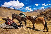 Horse trekking with an indigenous guide at Chillca Tambo, Ausangate Trek, Cordillera Vilcanota, Peru [IBR124036456]