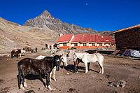 Pack horses at Anantapata Tambo on the Ausangate Trek, Cordillera Vilcanota, Peru [IBR124036458]