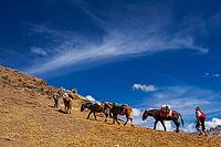 Horse trekking with an indigenous guide at Chillca Tambo, Ausangate Trek, Cordillera Vilcanota, Peru [IBR124036462]