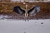 Flying Grey Heron, De Wittsee, Lower Rhine, North Rhine-Westphalia, Germany [IBR124036464]