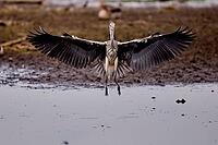 Flying Grey Heron, De Wittsee, Lower Rhine, North Rhine-Westphalia, Germany [IBR124036467]