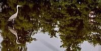Grey heron with reflection, De Wittsee, Lower Rhine, North Rhine-Westphalia, Germany [IBR124036468]