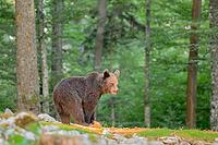 Bear in a forest setting, appearing alert among trees, Ursus arctos, Slovenia [IBR124036470]