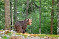 Bear standing in a lush green forest looking ahead, Ursus arctos, Slovenia [IBR124036471]