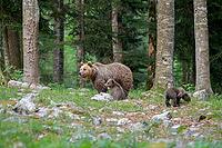 Two bears explore a tranquil forest setting, dense with trees and natural growth, Ursus arctos, Slovenia [IBR124036472]