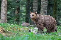 Bear with cubs in a forest amidst trees and grass, Ursus arctos, Slovenia [IBR124036473]