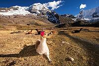 Llamas with ear jewellery at Machuracay Tambo, Pitumarca, in front of the summit of Ausangate (Spanish) or Awsangati (Quechua) 6384 m, Ausangate Trek, Cordillera Vilcanota, Peru [IBR124036475]