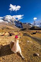Llamas with ear jewellery at Machuracay Tambo, Pitumarca, in front of the summit of Ausangate (Spanish) or Awsangati (Quechua) 6384 m, Ausangate Trek, Cordillera Vilcanota, Peru [IBR124036476]