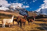 Llamas with ear jewellery at Machuracay Tambo, Pitumarca, in front of the summit of Ausangate (Spanish) or Awsangati (Quechua) 6384 m, Ausangate Trek, Cordillera Vilcanota, Peru [IBR124036477]