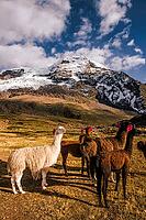 Llamas with ear jewellery at Machuracay Tambo, Pitumarca, in front of the summit of Ausangate (Spanish) or Awsangati (Quechua) 6384 m, Ausangate Trek, Cordillera Vilcanota, Peru [IBR124036478]