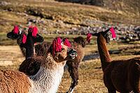Llamas with earrings at Machuracay Tambo, Pitumarca, Ausangate Trek, Cordillera Vilcanota, Peru [IBR124036479]