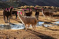 Llamas with earrings at Machuracay Tambo, Pitumarca, Ausangate Trek, Cordillera Vilcanota, Peru [IBR124036480]