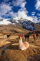 Llamas with ear jewellery at Machuracay Tambo, Pitumarca, in front of the summit of Ausangate (Spanish) or Awsangati (Quechua) 6384 m, Ausangate Trek, Cordillera Vilcanota, Peru [IBR124036482]