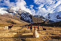 Llamas with ear jewellery at Machuracay Tambo, Pitumarca, in front of the summit of Ausangate (Spanish) or Awsangati (Quechua) 6384 m, Ausangate Trek, Cordillera Vilcanota, Peru [IBR124036483]