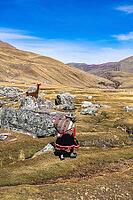 Llamas and indigenous woman at Chillca Tambo, Ausangate Trek, Cordillera Vilcanota, Peru [IBR124036497]