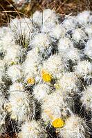 Blooming opuntia, cactus flowers, Chillca, Ausangate Trek, Cordillera Vilcanota, Peru [IBR124036498]