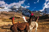 Llamas with ear jewellery at Machuracay Tambo, Pitumarca, in front of the summit of Ausangate (Spanish) or Awsangati (Quechua) 6384 m, Ausangate Trek, Cordillera Vilcanota, Peru [IBR124036500]