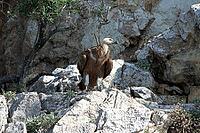 Griffon vulture [IBR124051672]