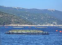 Fish farming near Krk [IBR124051675]